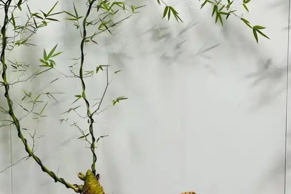 簕竹的养殖方法，要遵循不干不浇的浇水原则