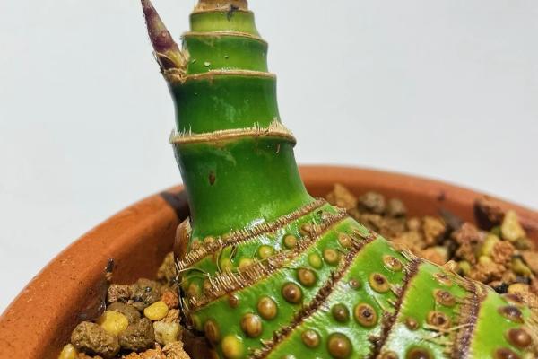 簕竹的养殖方法，要遵循不干不浇的浇水原则