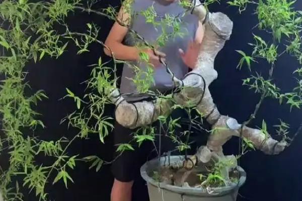 簕竹的养殖方法，要遵循不干不浇的浇水原则