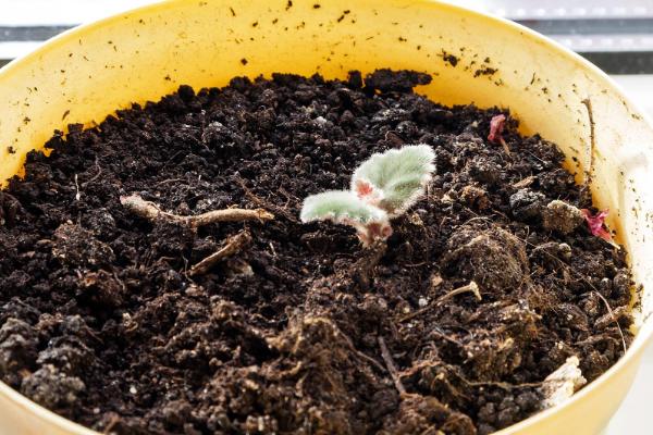 爱染锦如何养殖,每隔2-3个月翻一次土壤