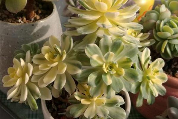 爱染锦如何养殖,每隔2-3个月翻一次土壤