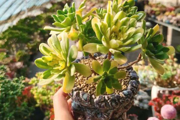 爱染锦如何养殖,每隔2-3个月翻一次土壤