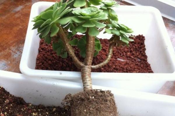 爱染锦如何养殖,每隔2-3个月翻一次土壤