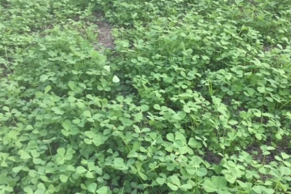 秧草是哪种菜，是豆科1-2年生草本植物