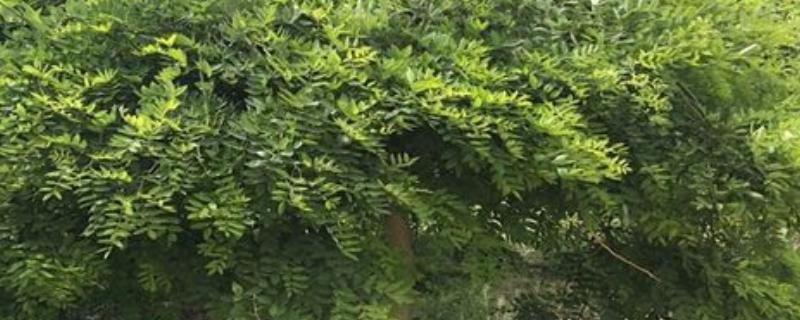 国槐的种植方法，夏季每隔4-5天浇一次水