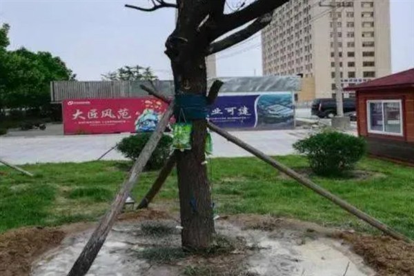 国槐的种植方法，夏季每隔4-5天浇一次水