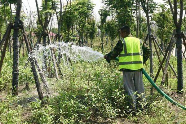 国槐的种植方法，夏季每隔4-5天浇一次水