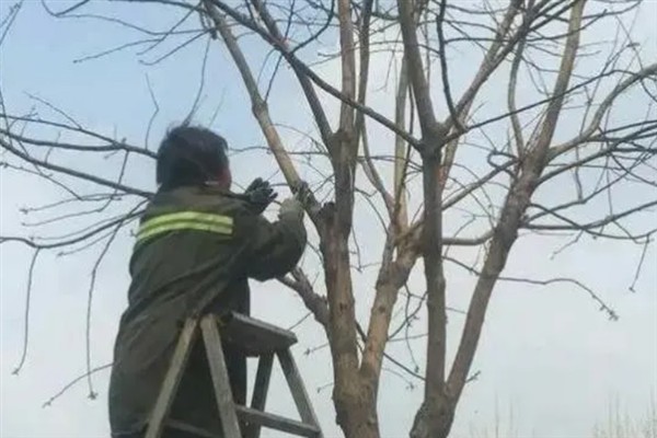 国槐的种植方法，夏季每隔4-5天浇一次水