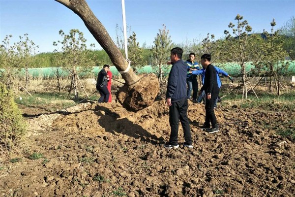 国槐的种植方法，夏季每隔4-5天浇一次水