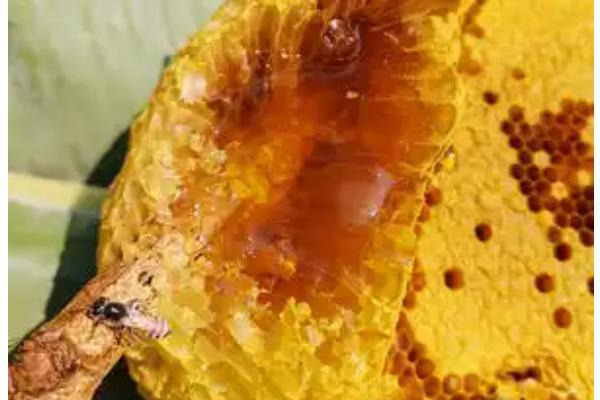 蜂蜜是碱性食物吗，含有大量碱性矿物质