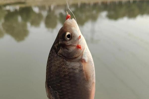 秋田狐鱼钩适合钓哪种鱼，适合钓鲫鱼、罗非鱼等