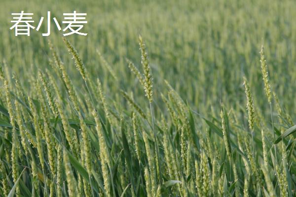东北有什么主要农作物，以甜菜、玉米、大豆等品种为主