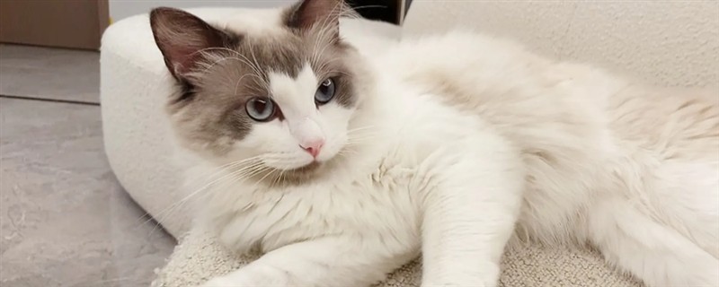 公猫认识自己的孩子吗，公猫不认识自己的孩子