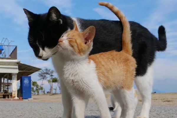 公猫认识自己的孩子吗，公猫不认识自己的孩子