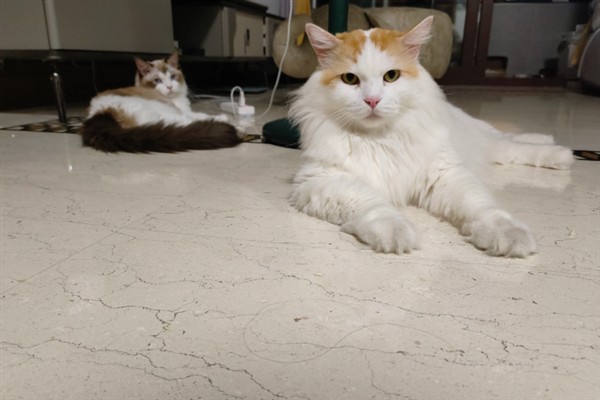 公猫认识自己的孩子吗，公猫不认识自己的孩子