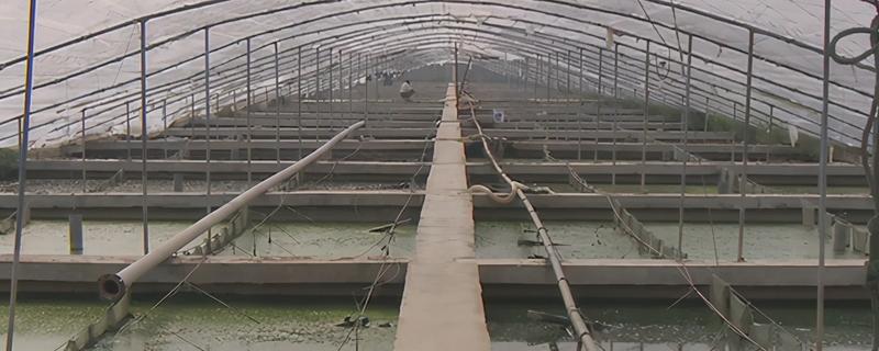 甲鱼冬季怎么养殖，将池水温度保持在10℃左右
