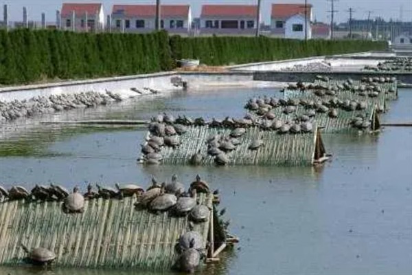 甲鱼冬季怎么养殖，将池水温度保持在10℃左右