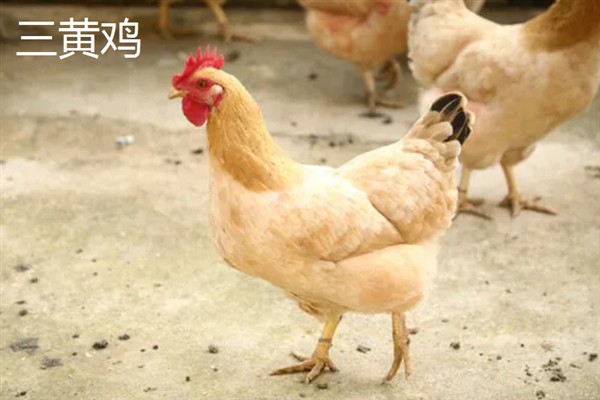 麻鸡与三黄鸡有什么区别，前者身上带有细小的黑色斑点、后者的身体呈黄色