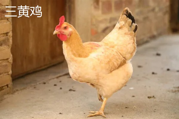 麻鸡与三黄鸡有什么区别，前者身上带有细小的黑色斑点、后者的身体呈黄色