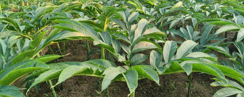 种植魔芋为什么产量低,主要是种芋质量差、发生病虫害等因素所致