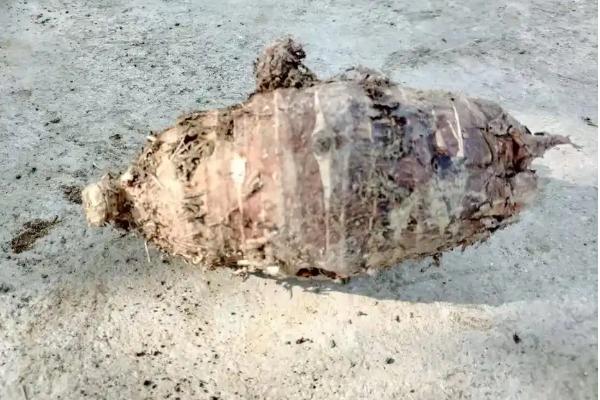 种植魔芋为什么产量低,主要是种芋质量差、发生病虫害等因素所致