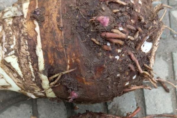 种植魔芋为什么产量低,主要是种芋质量差、发生病虫害等因素所致