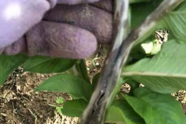 种植魔芋为什么产量低,主要是种芋质量差、发生病虫害等因素所致