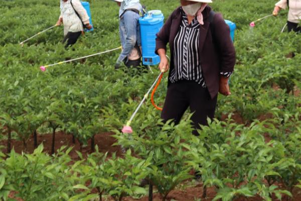 种植魔芋为什么产量低,主要是种芋质量差、发生病虫害等因素所致
