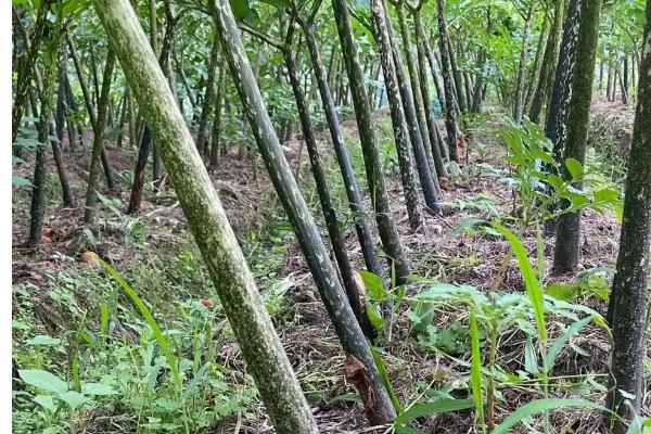 种植魔芋为什么产量低,主要是种芋质量差、发生病虫害等因素所致