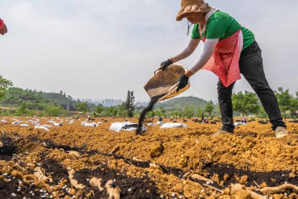 种植魔芋为什么产量低,主要是种芋质量差、发生病虫害等因素所致