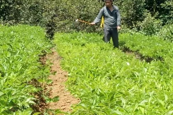 种植魔芋为什么产量低,主要是种芋质量差、发生病虫害等因素所致