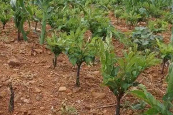 种植魔芋为什么产量低,主要是种芋质量差、发生病虫害等因素所致