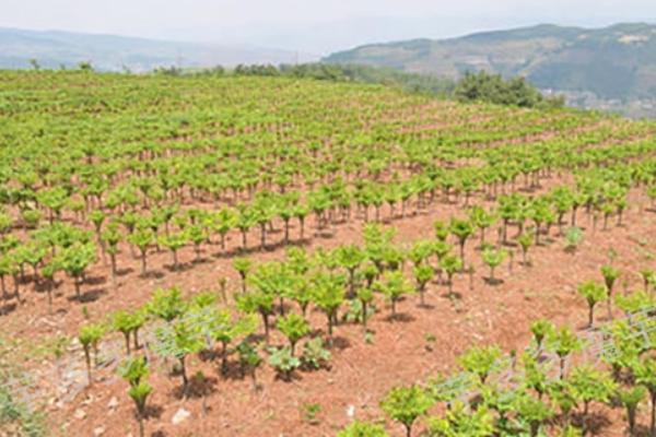 种植魔芋为什么产量低,主要是种芋质量差、发生病虫害等因素所致