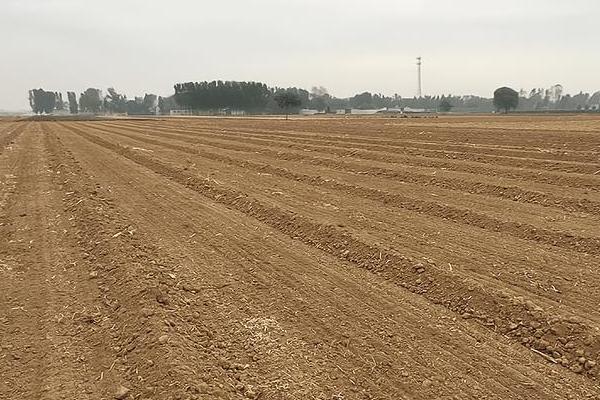 种植魔芋为什么产量低,主要是种芋质量差、发生病虫害等因素所致