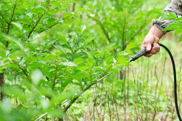 种植魔芋为什么产量低,主要是种芋质量差、发生病虫害等因素所致