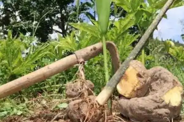 种植魔芋为什么产量低,主要是种芋质量差、发生病虫害等因素所致