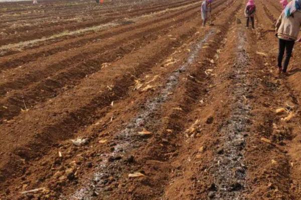 种植魔芋为什么产量低,主要是种芋质量差、发生病虫害等因素所致