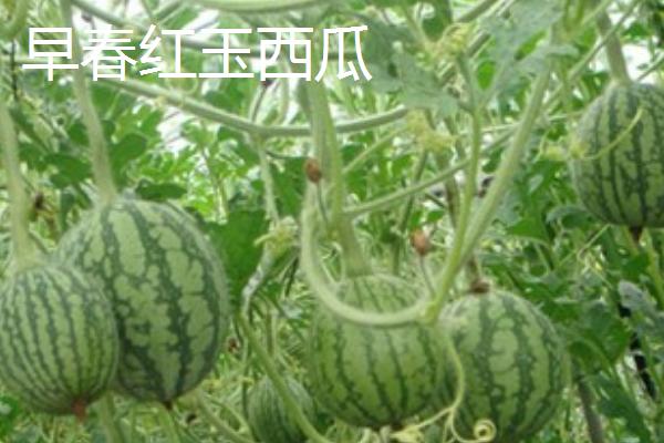 哪些西瓜在三十斤以上，常见黑皮无仔西瓜、早春红玉西瓜等品种