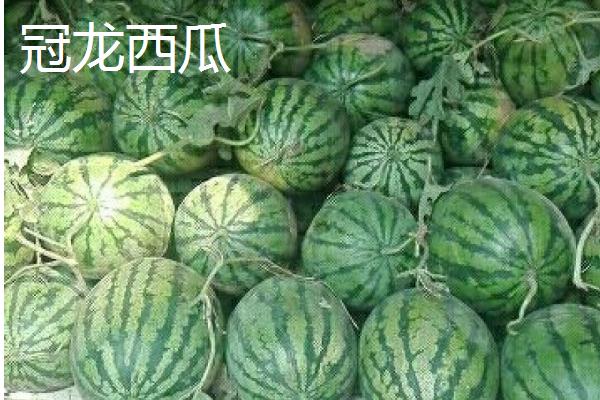 哪些西瓜在三十斤以上，常见黑皮无仔西瓜、早春红玉西瓜等品种