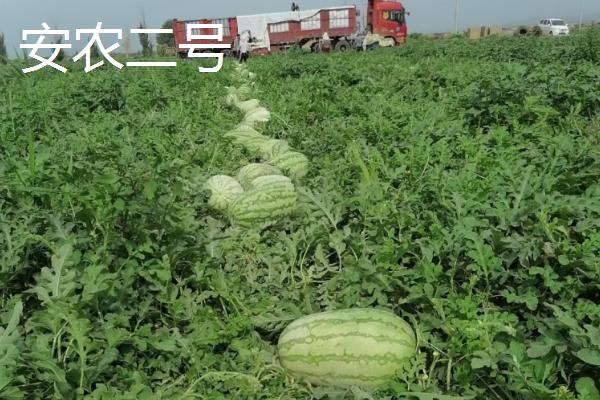哪些西瓜在三十斤以上，常见黑皮无仔西瓜、早春红玉西瓜等品种