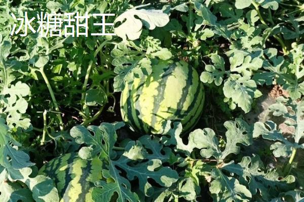 哪些西瓜在三十斤以上，常见黑皮无仔西瓜、早春红玉西瓜等品种