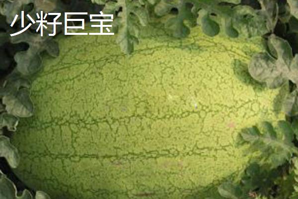 哪些西瓜在三十斤以上，常见黑皮无仔西瓜、早春红玉西瓜等品种