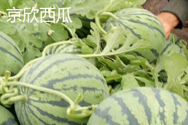 哪些西瓜在三十斤以上，常见黑皮无仔西瓜、早春红玉西瓜等品种