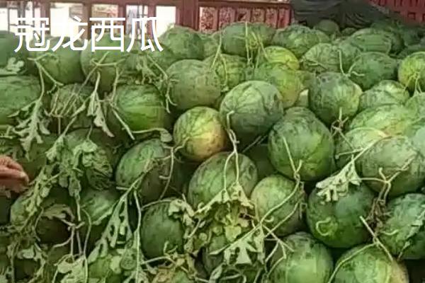 哪些西瓜在三十斤以上，常见黑皮无仔西瓜、早春红玉西瓜等品种