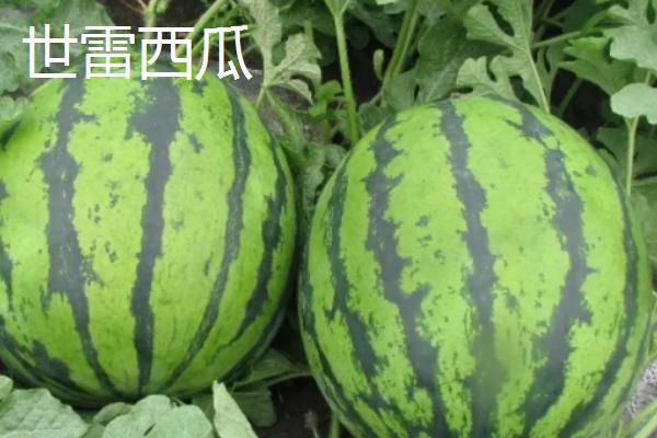哪些西瓜在三十斤以上，常见黑皮无仔西瓜、早春红玉西瓜等品种