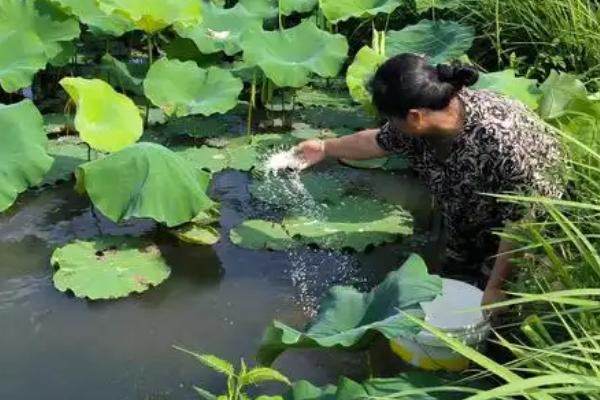 睡莲叶子发黄的原因，养在阴暗无光的地方会出现黄叶