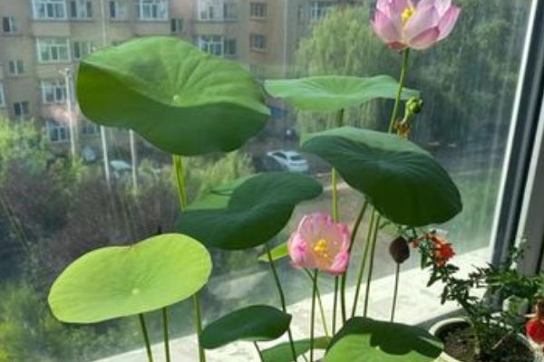 睡莲叶子发黄的原因，养在阴暗无光的地方会出现黄叶