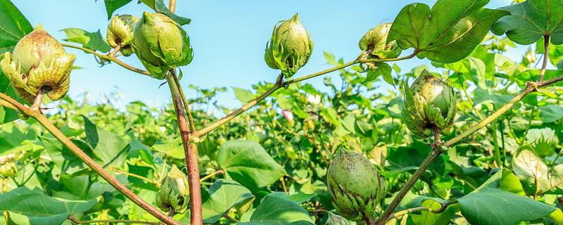 黄河流域的棉区怎么施肥，8月初需亩施尿素5公斤