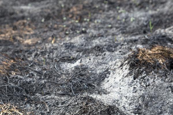 草木灰能不能杀死土里的病虫害，对害虫、虫卵具有灭杀效果