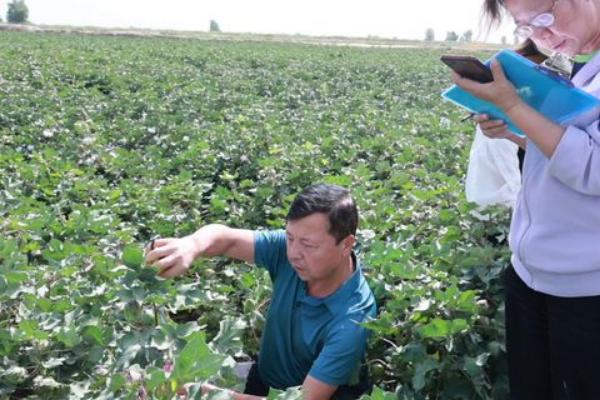 黄河流域的棉区怎么施肥，8月初需亩施尿素5公斤